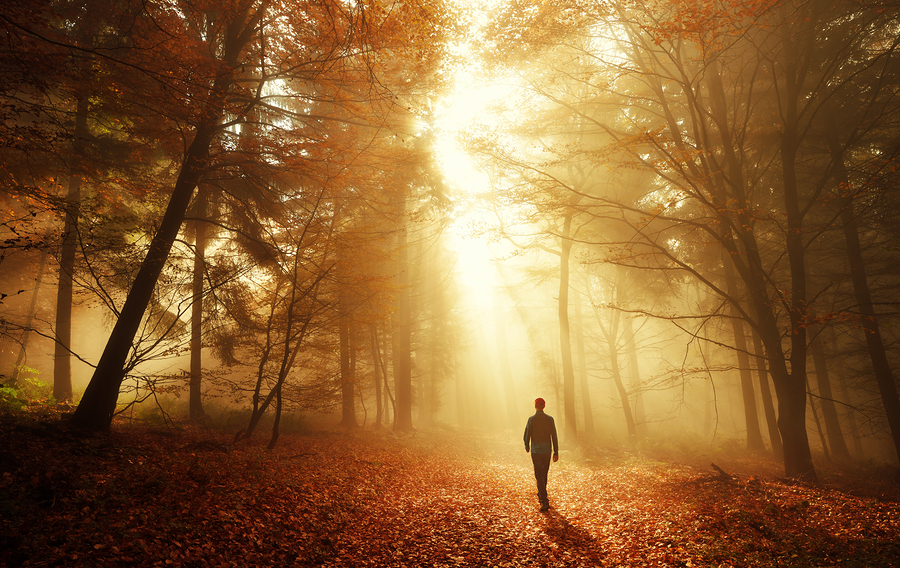 Male hiker walking into the bright gold rays of light in the autumn forest landscape shot with amazing dramatic lighting mood